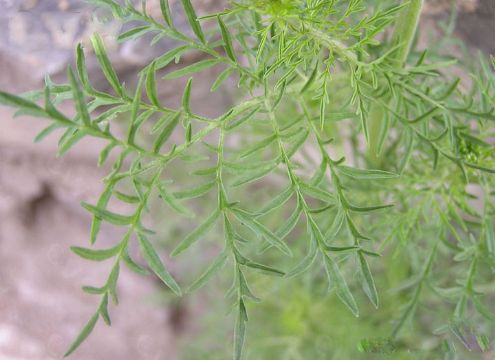 Thermopsis Lanceolata Extract  